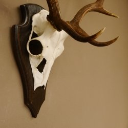 Damhirsch Geweih Höhe 71 cm Dam Hirsch Hirschgeweih Trophäenschild 72.539