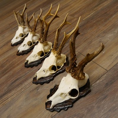 Cuernos de corzo, 5 unidades, corzos machos, cuernos de corzo macho, placas de trofeo 22.1317