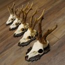Cuernos de corzo, 5 unidades, corzos machos, cuernos de...