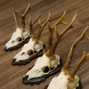 Cuernos de corzo, 5 unidades, corzos machos, cuernos de corzo macho, placas de trofeo 22.1317