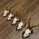 Cuernos de corzo, 5 unidades, corzos machos, cuernos de corzo macho, placas de trofeo 22.1317