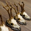 Cuernos de corzo, 5 unidades, corzos machos, cuernos de corzo macho, placas de trofeo 22.1317