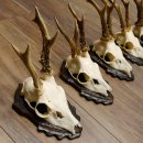 Cuernos de corzo, 5 unidades, corzos machos, cuernos de corzo macho, placas de trofeo 22.1317