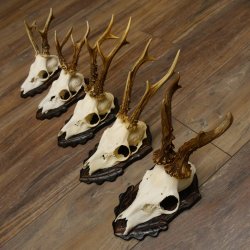 Cuernos de corzo, 5 unidades, corzos machos, cuernos de corzo macho, placas de trofeo 22.1317