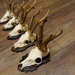 Cuernos de corzo, 5 unidades, corzos machos, cuernos de corzo macho, placas de trofeo 22.1317