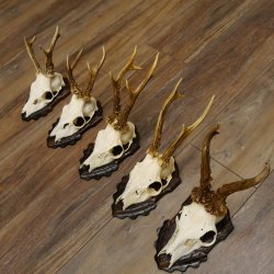 Cuernos de corzo, 5 unidades, corzos machos, cuernos de corzo macho, placas de trofeo 22.1317