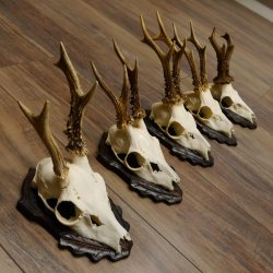 Cuernos de corzo, 5 unidades, corzos machos, cuernos de corzo macho, placas de trofeo 22.1317