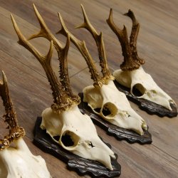 Cuernos de corzo, 5 unidades, corzos machos, cuernos de corzo macho, placas de trofeo 22.1317