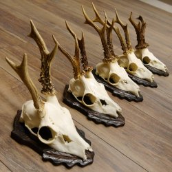 Cuernos de corzo, 5 unidades, corzos machos, cuernos de corzo macho, placas de trofeo 22.1317