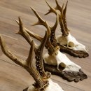 Cuernos de corzo, 3 piezas, corzos machos, cuernos de corzo macho, placas trofeo talladas 22.1318