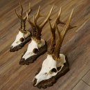 Cuernos de corzo, 3 piezas, corzos machos, cuernos de...
