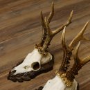 Cuernos de corzo, 3 piezas, corzos machos, cuernos de corzo macho, placas trofeo talladas 22.1318