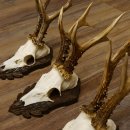 Cuernos de corzo, 3 piezas, corzos machos, cuernos de corzo macho, placas trofeo talladas 22.1318