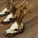 Cuernos de corzo, 3 piezas, corzos machos, cuernos de corzo macho, placas trofeo talladas 22.1318