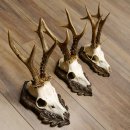 Cuernos de corzo, 3 piezas, corzos machos, cuernos de corzo macho, placas trofeo talladas 22.1318