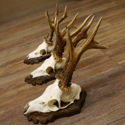 Cuernos de corzo, 3 piezas, corzos machos, cuernos de corzo macho, placas trofeo talladas 22.1318