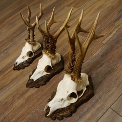 Cuernos de corzo, 3 piezas, corzos machos, cuernos de corzo macho, placas trofeo talladas 22.1318