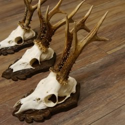 Cuernos de corzo, 3 piezas, corzos machos, cuernos de corzo macho, placas trofeo talladas 22.1318