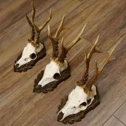 Cuernos de corzo, 3 piezas, corzos machos, cuernos de corzo macho, placas trofeo talladas 22.1318