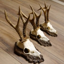 Cuernos de corzo, 3 piezas, corzos machos, cuernos de corzo macho, placas trofeo talladas 22.1318