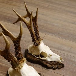Cuernos de corzo, 3 piezas, corzos machos, cuernos de corzo macho, placas trofeo talladas 22.1318