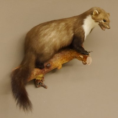 Martre des pins Martre sur branche Préparation Décoration Préparation animale 89.5.162