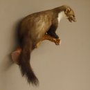 Steinmarder Marder auf Ast Präparat Deko...