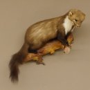 Martre des pins Martre sur branche Préparation Décoration Préparation animale 89.5.162