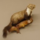 Martre des pins Martre sur branche Préparation Décoration Préparation animale 89.5.162