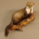 Martre des pins Martre sur branche Préparation Décoration Préparation animale 89.5.162