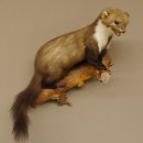 Martre des pins Martre sur branche Préparation Décoration Préparation animale 89.5.162