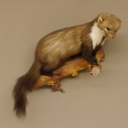 Martre des pins Martre sur branche Préparation Décoration Préparation animale 89.5.162