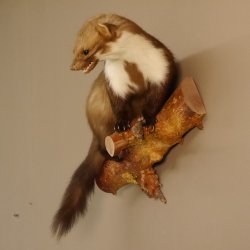 Martre des pins Martre sur branche Préparation Décoration Préparation animale 89.5.162