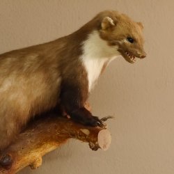 Martre des pins Martre sur branche Préparation Décoration Préparation animale 89.5.162