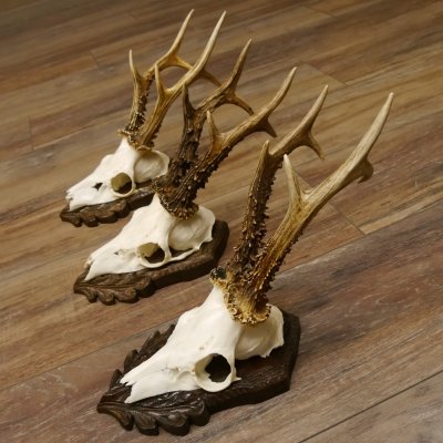 Cuernos de corzo, 3 piezas, corzos machos, cuernos de corzo tallados, placas de trofeo 22.1319