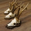 Cuernos de corzo, 3 piezas, corzos machos, cuernos de corzo tallados, placas de trofeo 22.1319