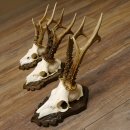 Cuernos de corzo, 3 piezas, corzos machos, cuernos de corzo tallados, placas de trofeo 22.1319