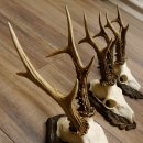 Cuernos de corzo, 3 piezas, corzos machos, cuernos de corzo tallados, placas de trofeo 22.1319