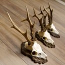 Cuernos de corzo, 3 piezas, corzos machos, cuernos de corzo tallados, placas de trofeo 22.1319
