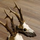 Cuernos de corzo, 3 piezas, corzos machos, cuernos de corzo tallados, placas de trofeo 22.1319