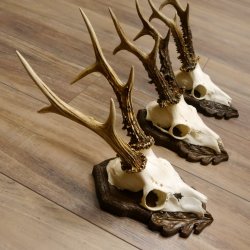 Cuernos de corzo, 3 piezas, corzos machos, cuernos de corzo tallados, placas de trofeo 22.1319