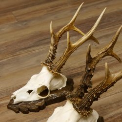 Cuernos de corzo, 3 piezas, corzos machos, cuernos de corzo tallados, placas de trofeo 22.1319