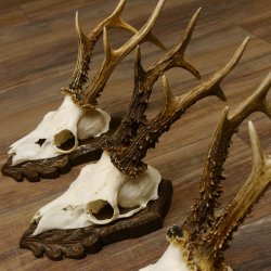 Cuernos de corzo, 3 piezas, corzos machos, cuernos de corzo tallados, placas de trofeo 22.1319