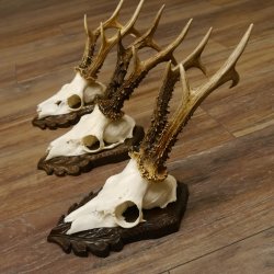 Cuernos de corzo, 3 piezas, corzos machos, cuernos de corzo tallados, placas de trofeo 22.1319