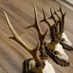 Cuernos de corzo, 3 piezas, corzos machos, cuernos de corzo tallados, placas de trofeo 22.1319