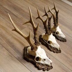 Cuernos de corzo, 3 piezas, corzos machos, cuernos de corzo tallados, placas de trofeo 22.1319
