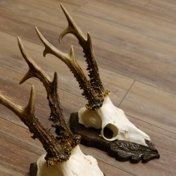 Cuernos de corzo, 3 piezas, corzos machos, cuernos de corzo tallados, placas de trofeo 22.1319