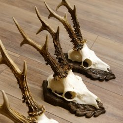 Cuernos de corzo, 3 piezas, corzos machos, cuernos de corzo tallados, placas de trofeo 22.1319