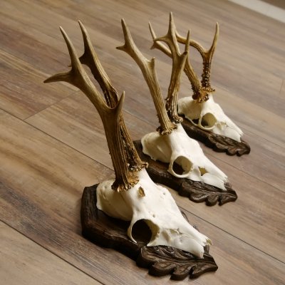 Deer antlers, 3 pieces, roe deer bucks, deer buck antlers, carved trophy signs 22.1320