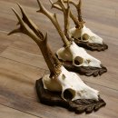 Deer antlers, 3 pieces, roe deer bucks, deer buck antlers, carved trophy signs 22.1320